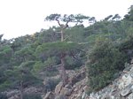 Ancient Black Pine in Troodos mountains Cyprus